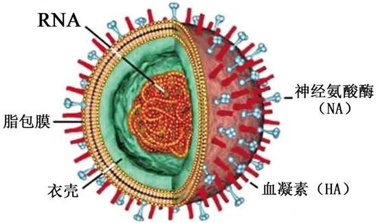  流感病毒（图片来源于网络）